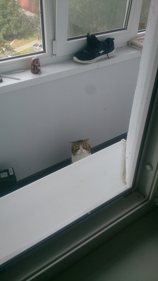 Котовторник 14.08.2018