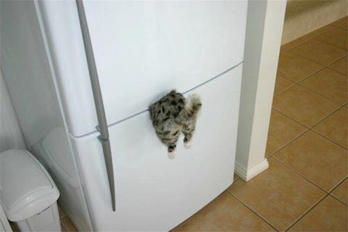 Котовторник в "КотоГетто"
