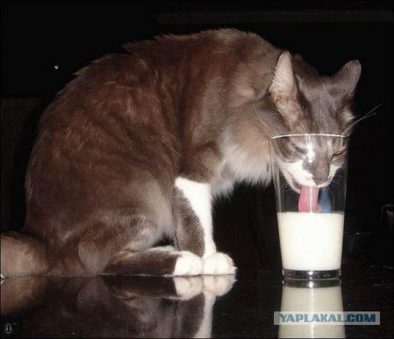 Котовторник!