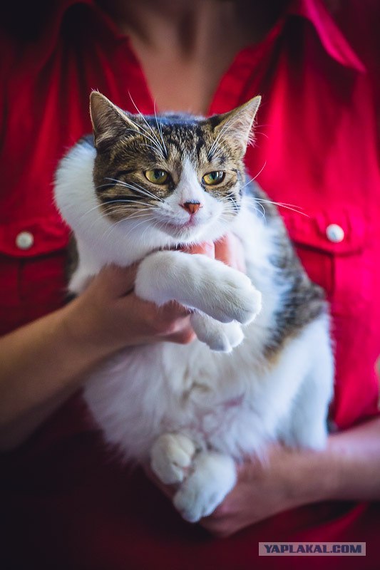 Новогодний Котовторник 01.01.2013