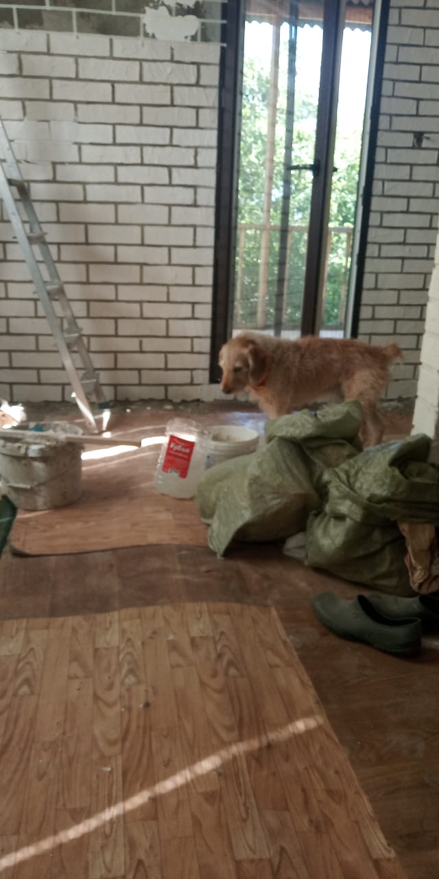 Собако четверг же