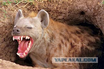 Лопнули трусы