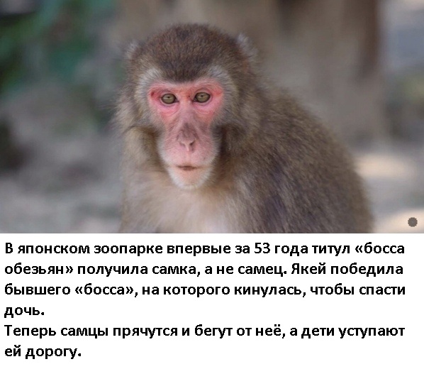 Весёлый полтишок 8.08
