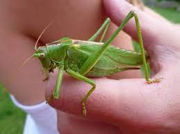 Саранча