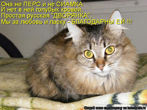 Подкидыш к котовторнику