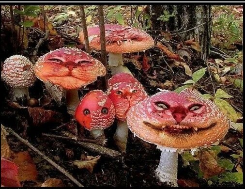 Кабачок