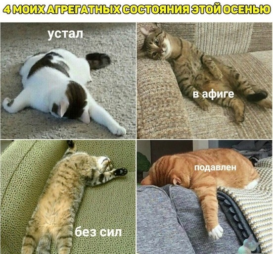 К котовторнику: подборка картинок-баянов с котиками и про котиков. Выпуск 6
