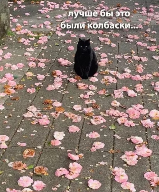 Картиночки, баянчики 12 июня