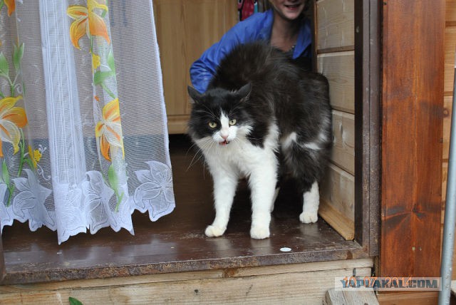 Котовторник 30.12.2014