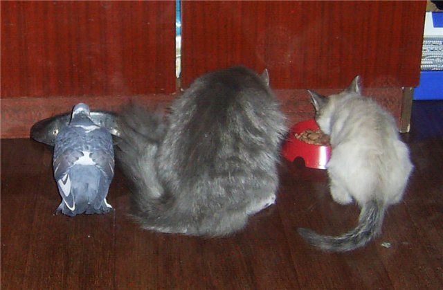 Наглые пернатые морды