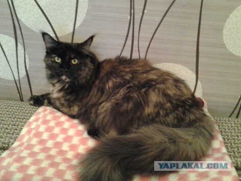 Котовторник 24.11.2015