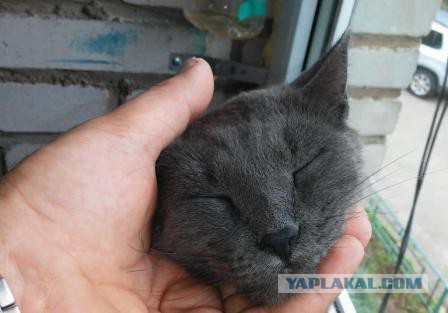 Нашли Серого