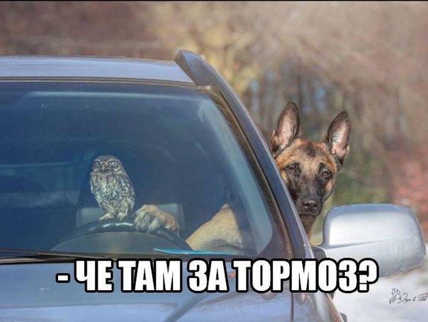 Мохнатые беспредельщики