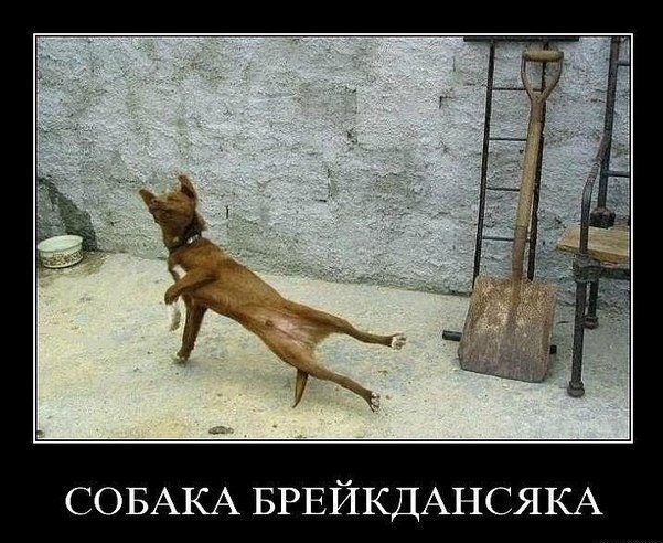 Прикольные животные