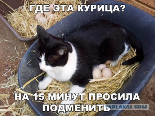 Смешные комментарии из социальных сетей 14.10.2016