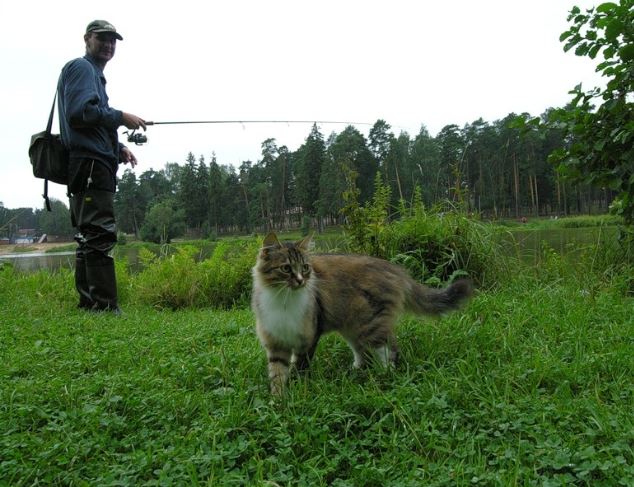 Коты из сети