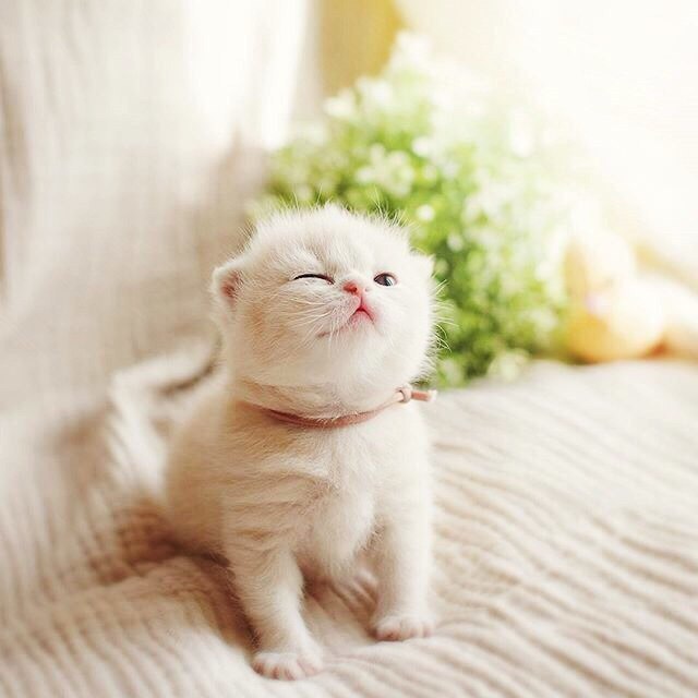 Коты и Кошки