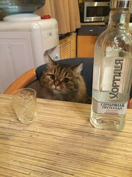 Коты и Кошки