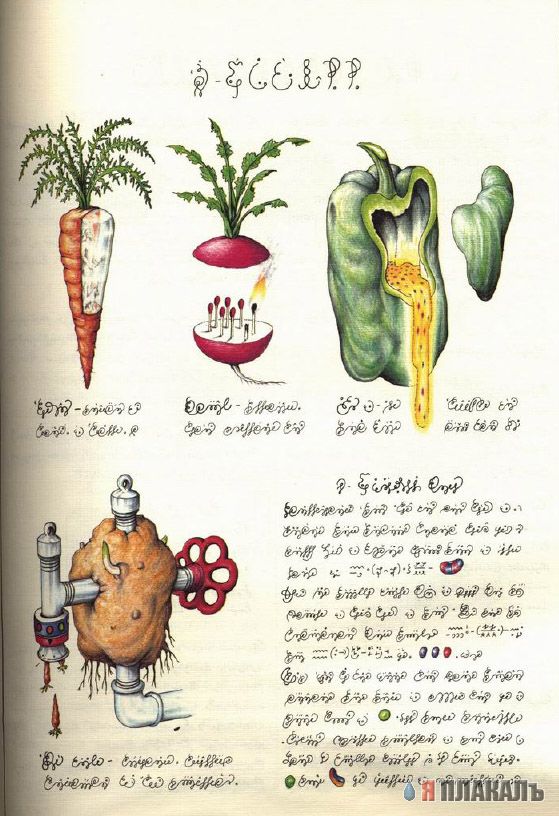 Codex Seraphinianus - что курил автор?