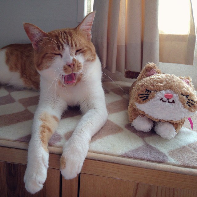 Коты и Кошки