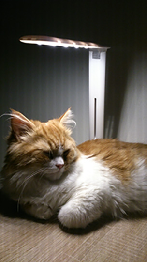 Котовторник