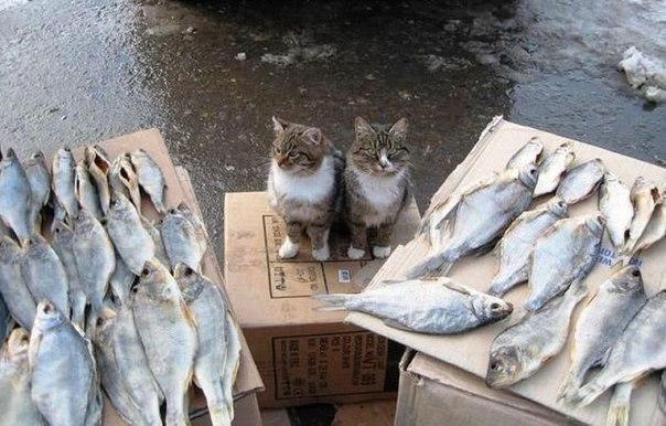 Живность из сети