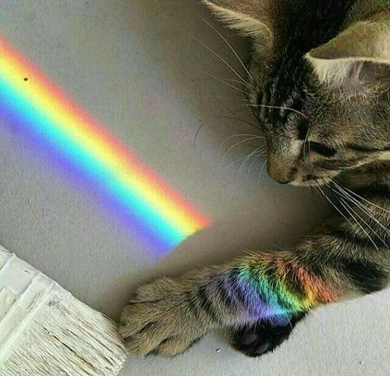 Прикольных котов пост