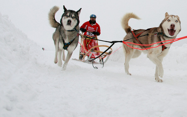 Собачьи гонки в Хассельфельде