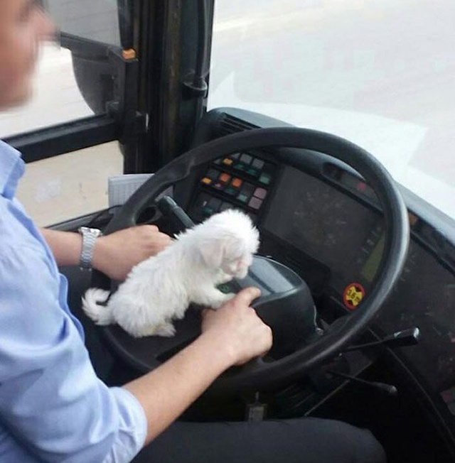 Милые животные. Мимиметр сломался