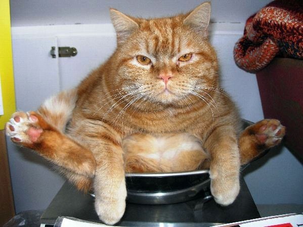 Котовторник на середину июня