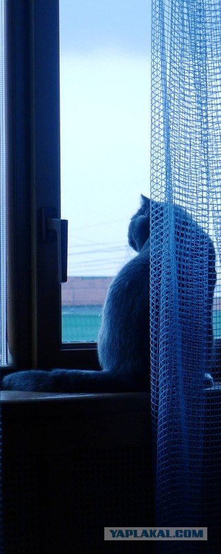 Котовторник в "КотоГетто"