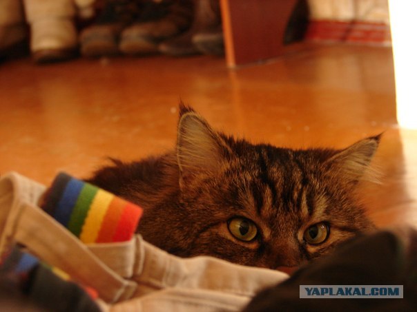 Котовторник   5.06.2012