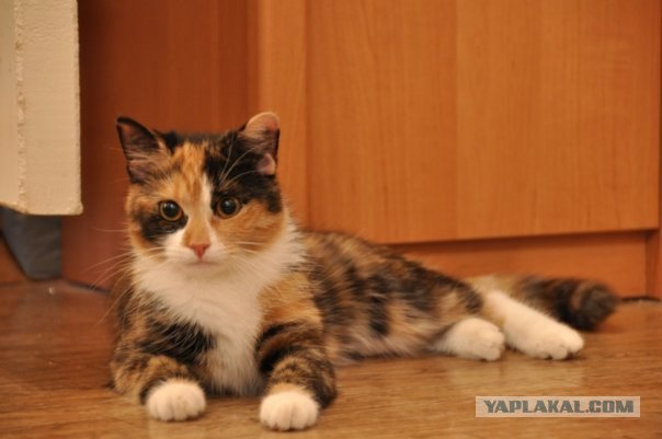 Котовторник  19.06.2012
