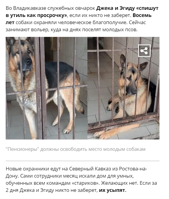 Ветеринар вернувший радость собаке с параличом