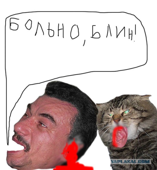 Злой кот