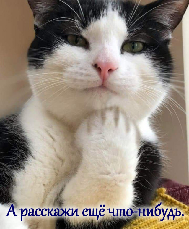 Про вшей