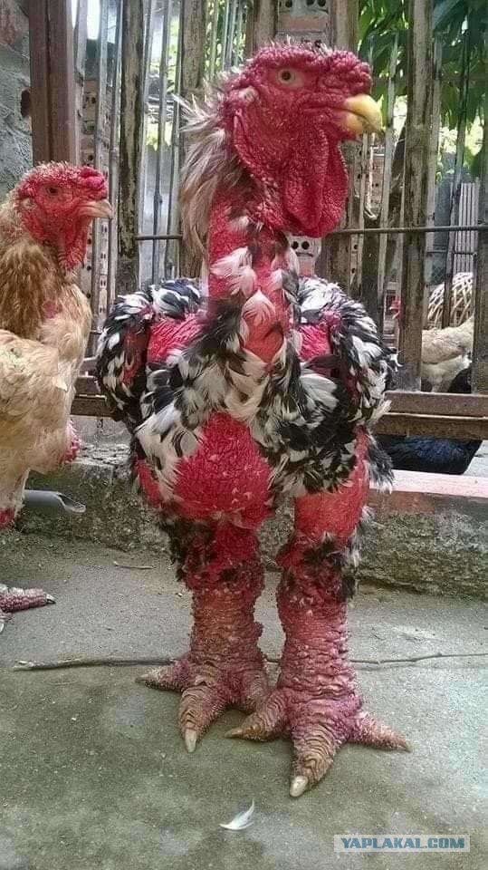 А что вам присылали свекрови и тещи?