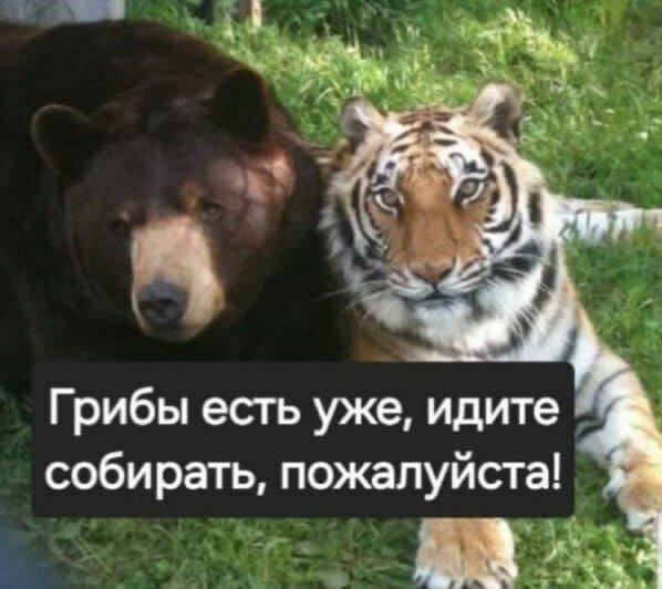 Все десять человек туристической группы, пропавшей на курильском острове Итуруп, найдены живыми.