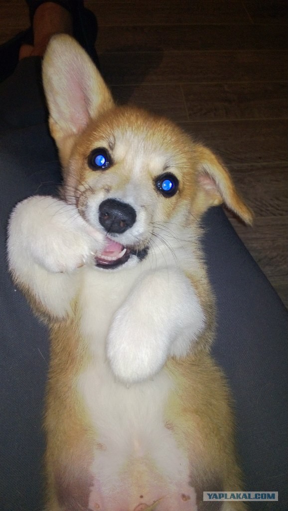 Завели щенка Корги