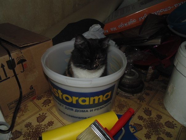 Котовторник 04.03.2014