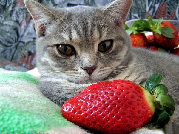 Демократия пришла...