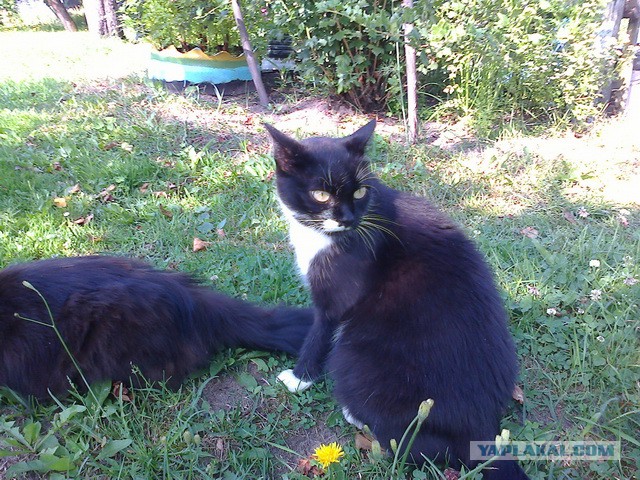Котовторник 09.09.2014