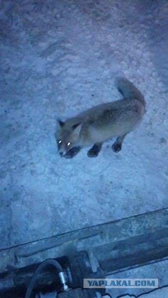 Лиса и рыбаки на зимней ловле