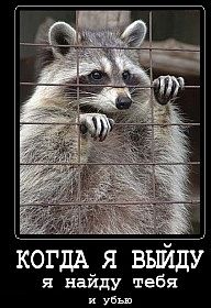 Енот в недоумении