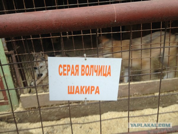 Прогулка с волками