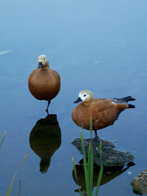 обитатели Царицыно