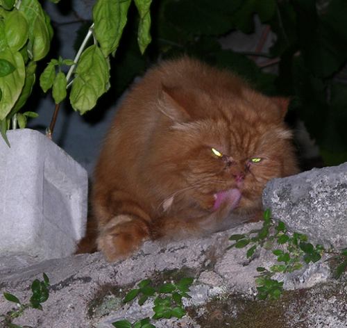 А вот и котовторник!