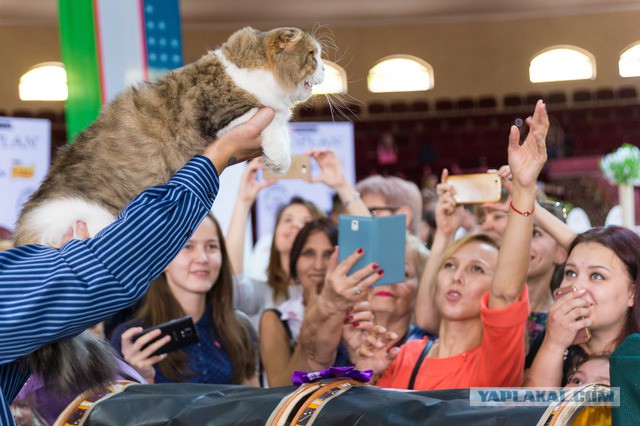 «Осенний Кошкент-2016»