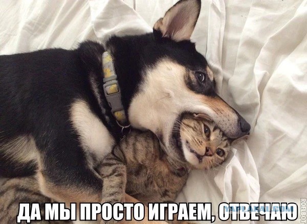 Животные, которые всегда сохраняют безразличие. А точнее - пофигизм