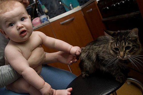 Коты и Кошки